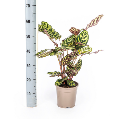 PROMO – Calathea Makoyana – Pfauenpflanze – Ø17 cm – ↕40–50 cm – Tropische Zimmerpflanze