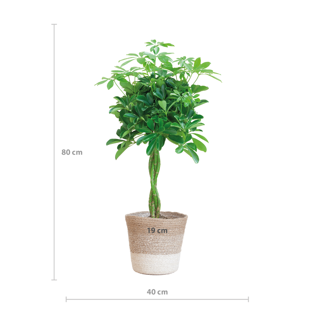 Schefflera Arab Nora mit Pflanzkorb Lissabon weiß  - 70cm - Ø21