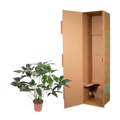 Philodendron Green Wonder, tropische, pflegeleichte Zimmerpflanze - ø24cm - ↕120 cm
