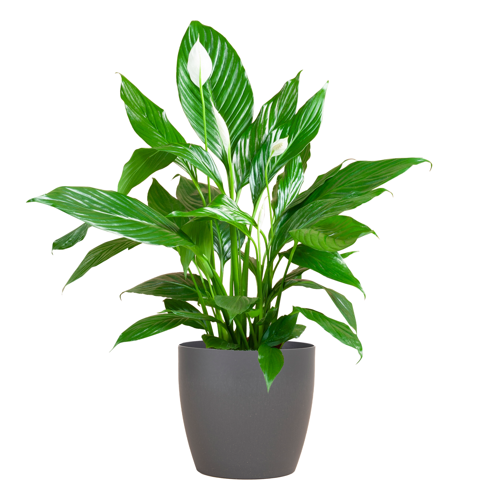 Spathiphyllum mit Viber grau – 80 cm – Ø21