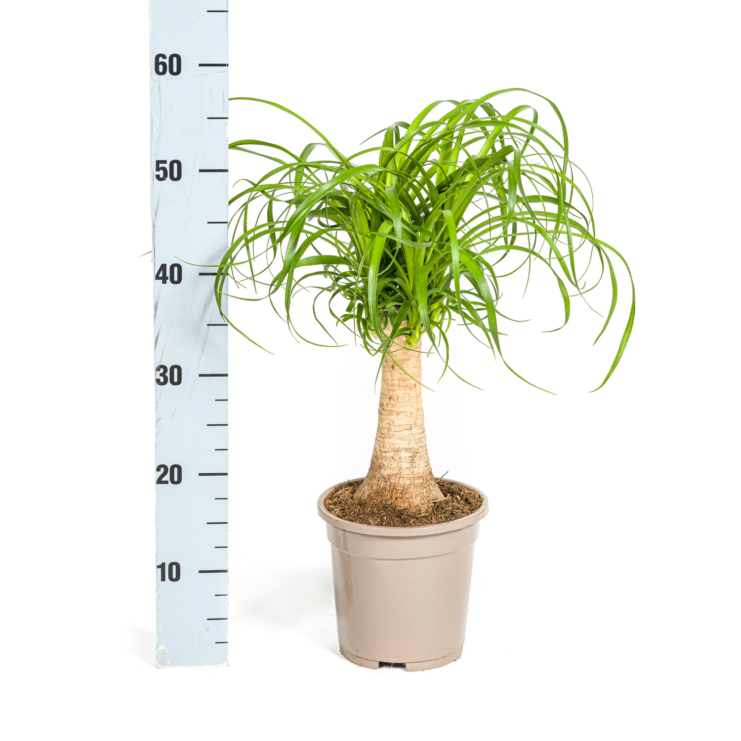 Beaucarnea Recurvata am Stamm – Exklusive Zimmerpflanze mit dekorativem Stamm Ø17cm - ↕40 - 60cm