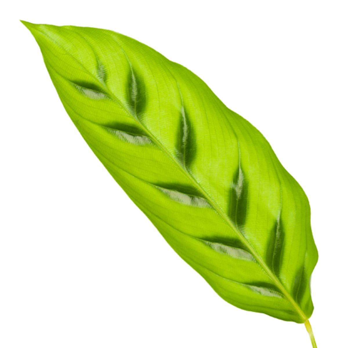 Calathea Leopardina – Exotische, haustierfreundliche Zimmerpflanze Ø12cm - ↕35cm