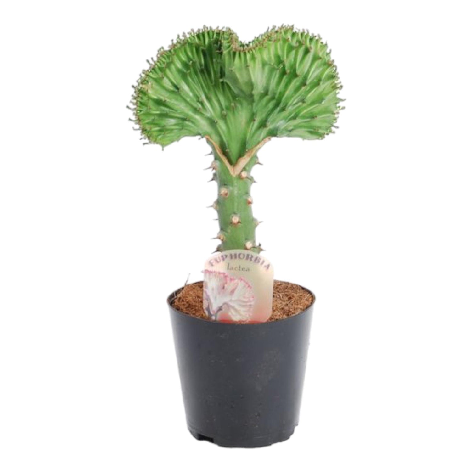 Euphorbia lactea Cristata – Exotische grün, dekorative Zimmerpflanze Ø12cm - ↕35cm