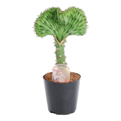 Euphorbia lactea Cristata – Exotische grün, dekorative Zimmerpflanze Ø12cm - ↕35cm