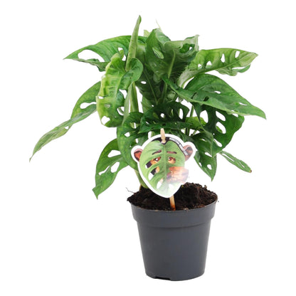 Monstera obliqua &