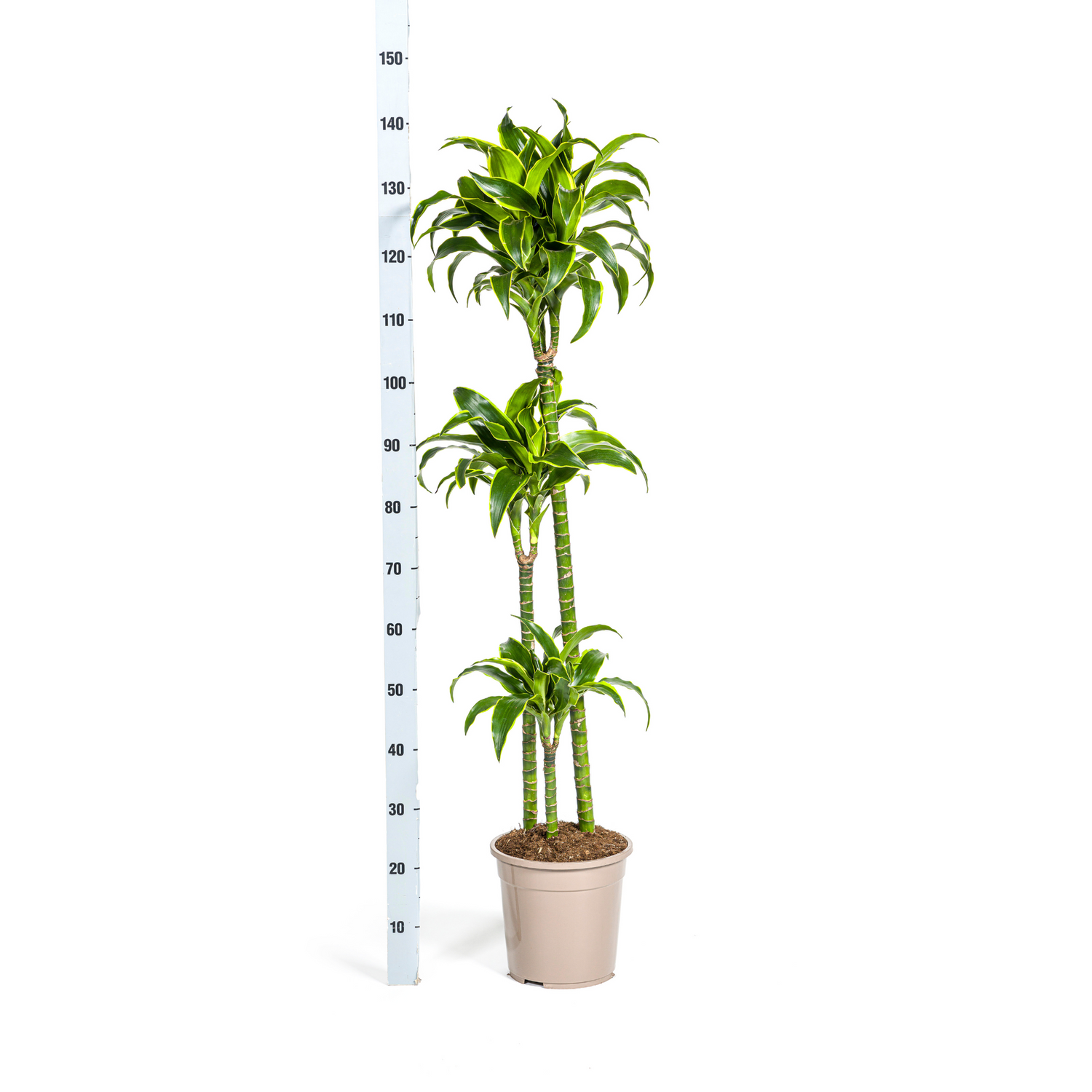 Dracaena Deremensis Dorado – Tropische Zimmerpflanze mit gelb-grünen Blättern Ø24cm - ↕120 - 140cm