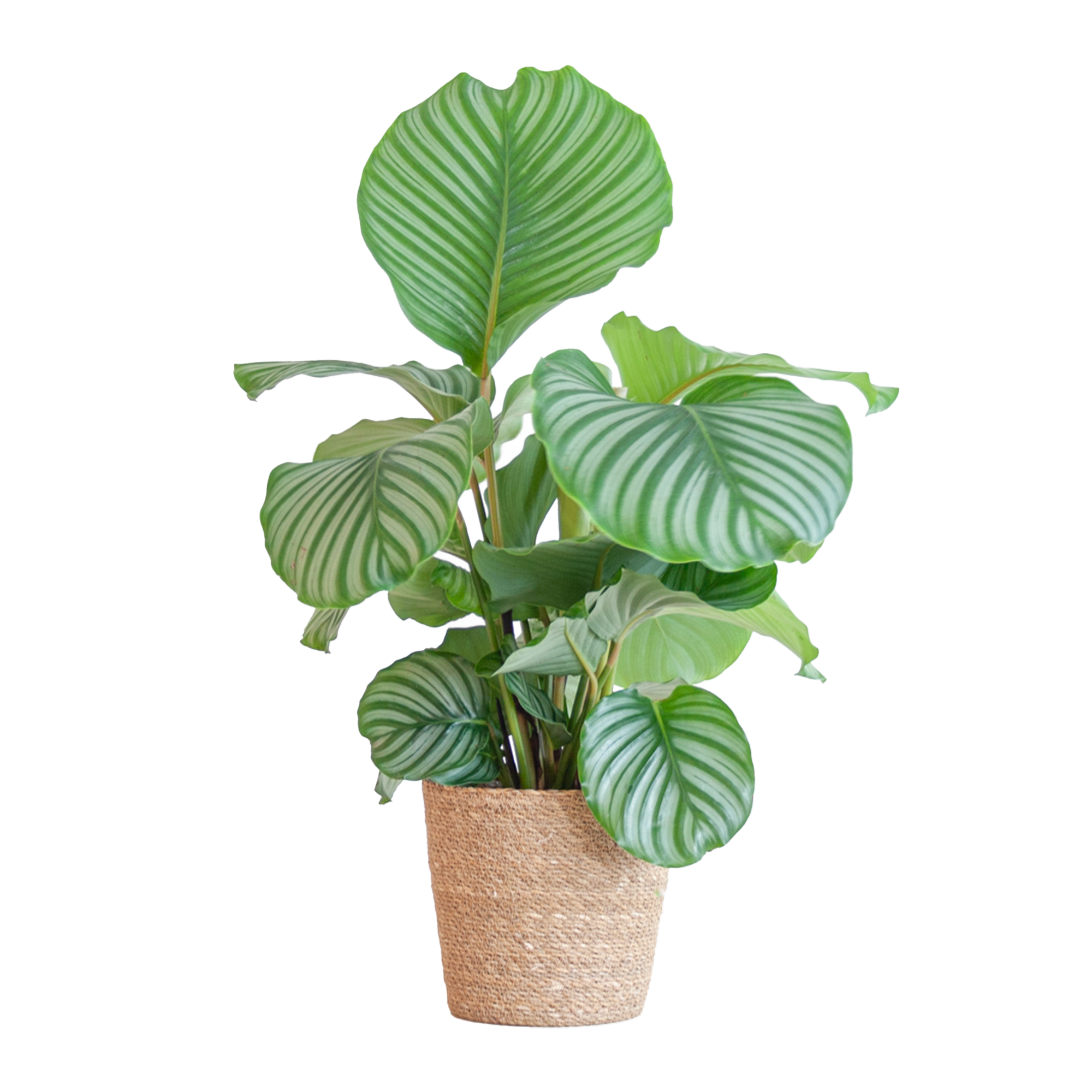Calathea Orbifolia mit Sofia-Korb natur  - 65cm - Ø21