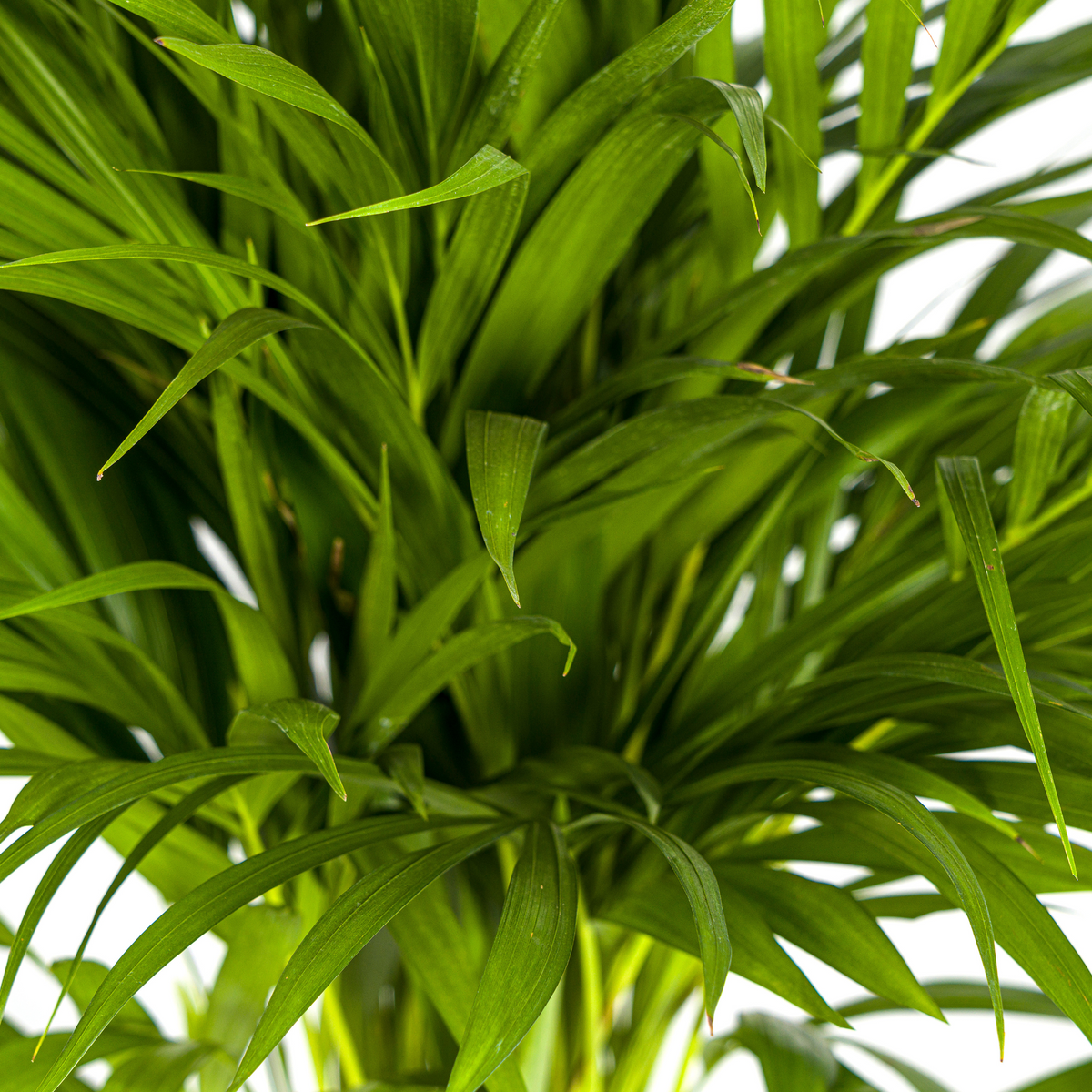 Dypsis Areca Lutescens (Areca-Palme / Goldfruchtpalme) Ø19cm - ↕80 - 100cm
