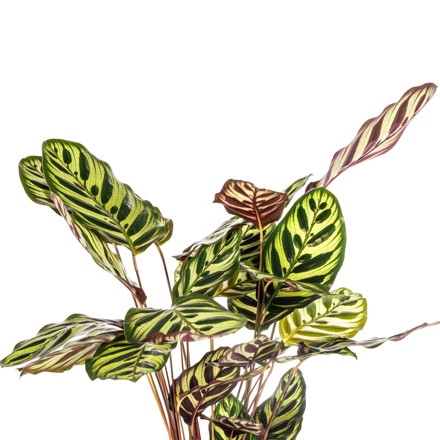 PROMO – Calathea Makoyana – Pfauenpflanze – Ø17 cm – ↕40–50 cm – Tropische Zimmerpflanze