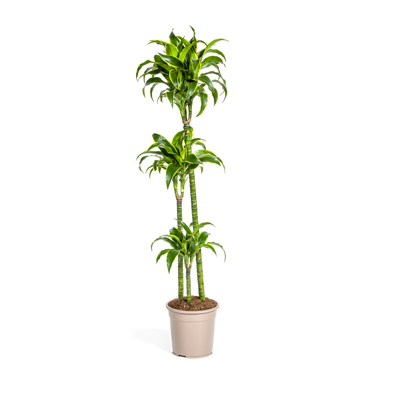 Dracaena Deremensis Dorado – Tropische Zimmerpflanze mit gelb-grünen Blättern Ø24cm - ↕120 - 140cm