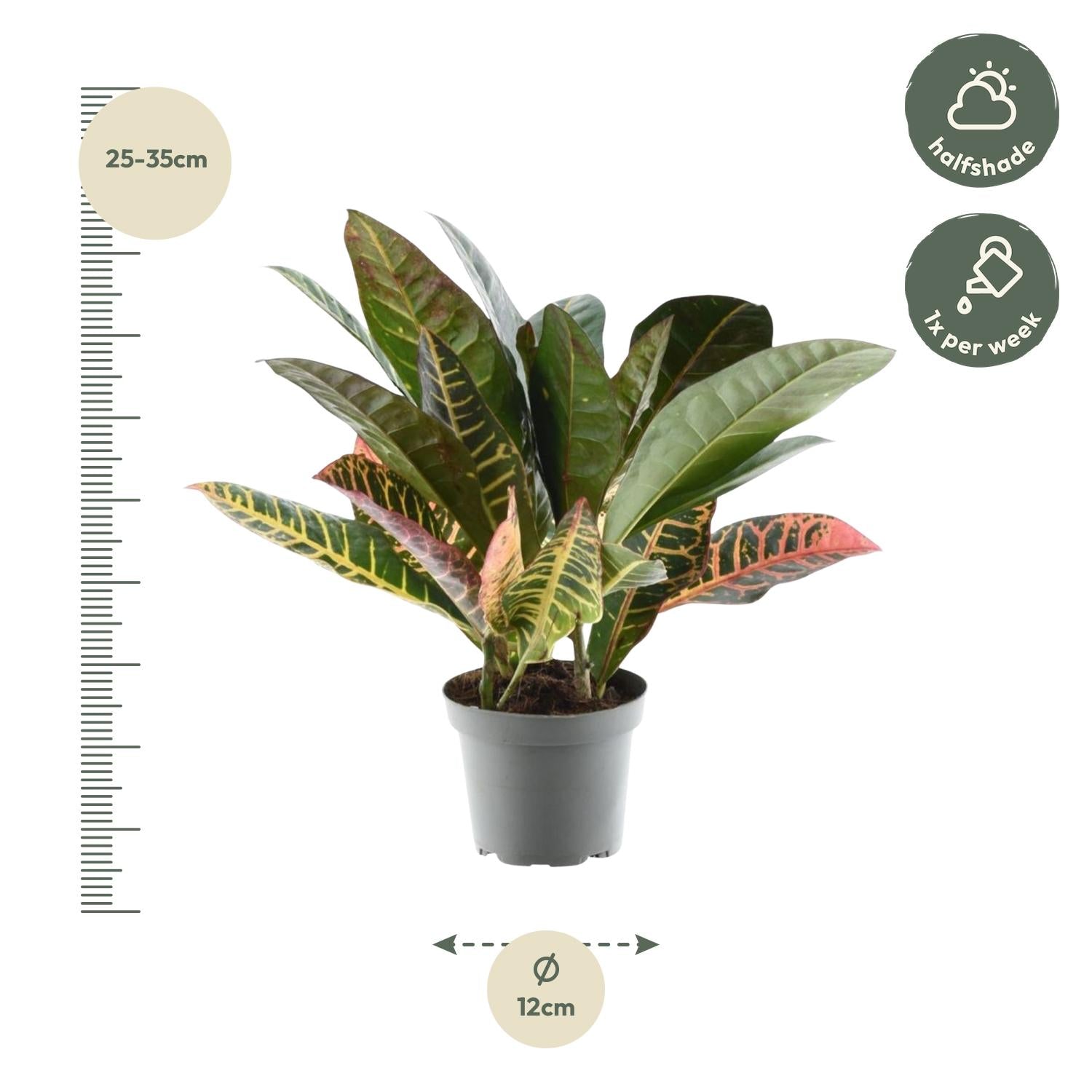 Codiaeum variegatum &