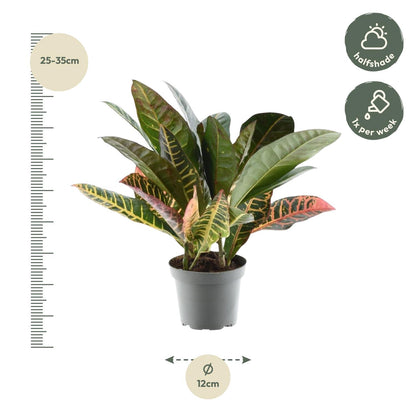 Codiaeum variegatum &