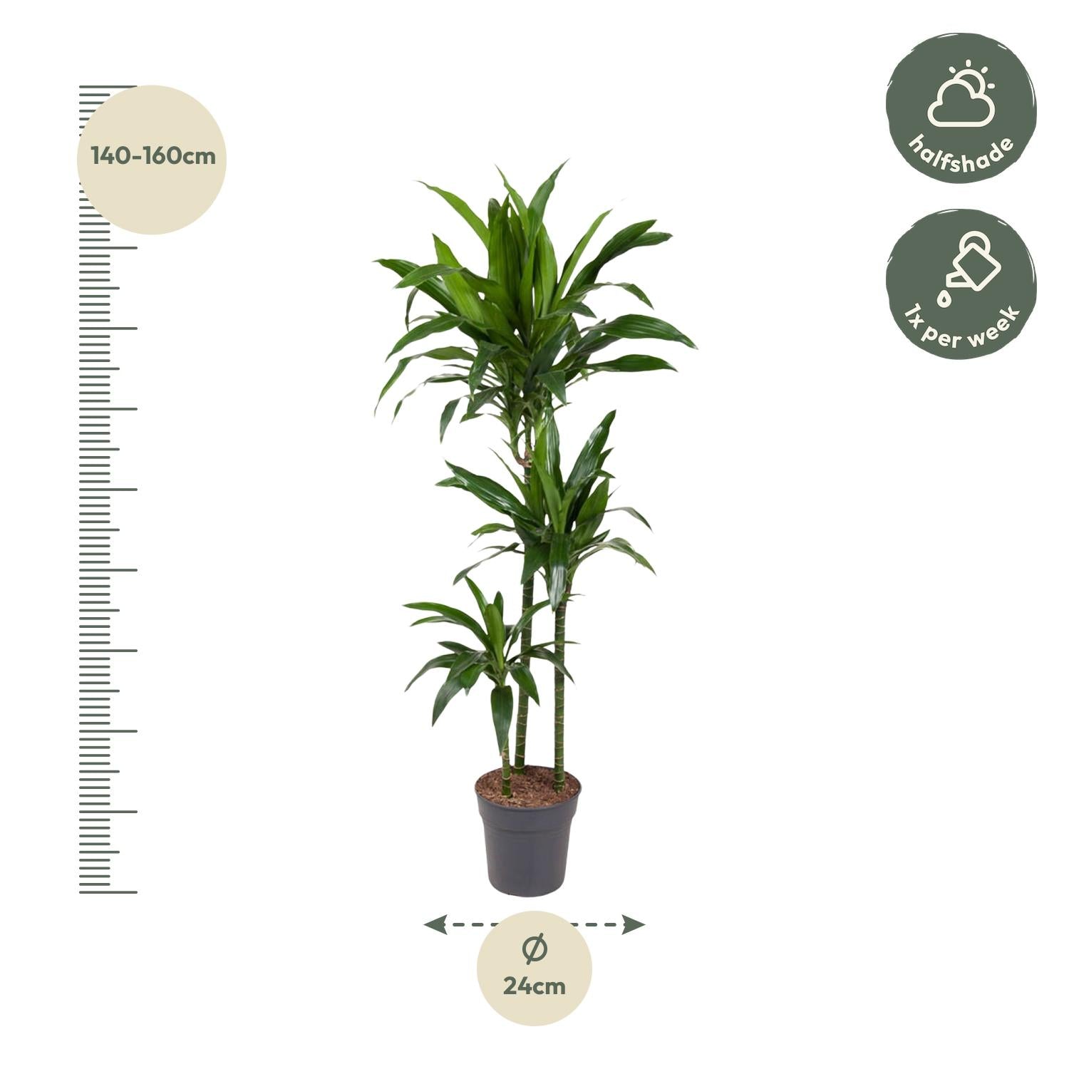 Dracaena Janet Craig – Elegante, pflegeleichte Zimmerpflanze Ø24cm - ↕150cm