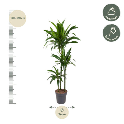 Dracaena Janet Craig – Elegante, pflegeleichte Zimmerpflanze Ø24cm - ↕150cm
