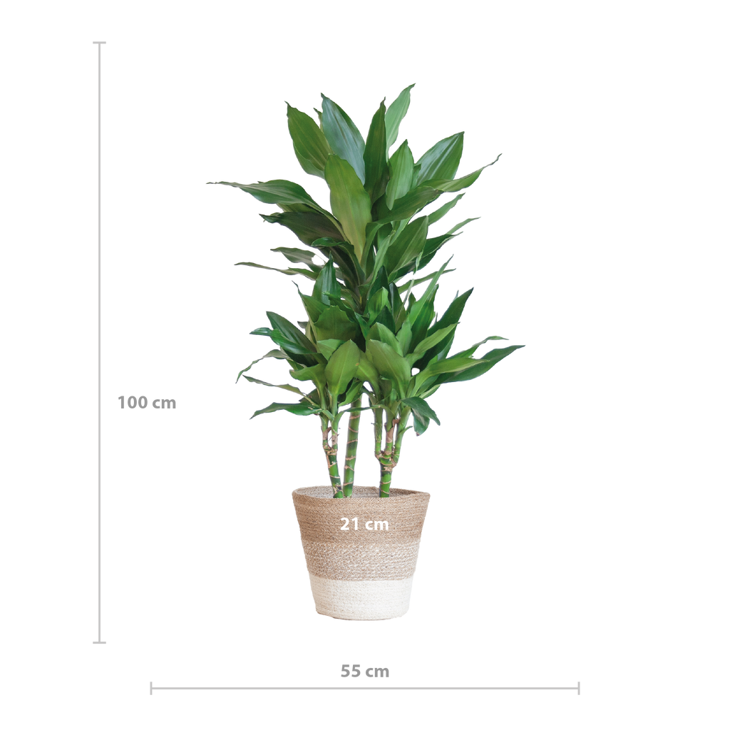 Dracaena  Janet Lindt mit Pflanzkorb Lissabon weiß  - 95cm - Ø21
