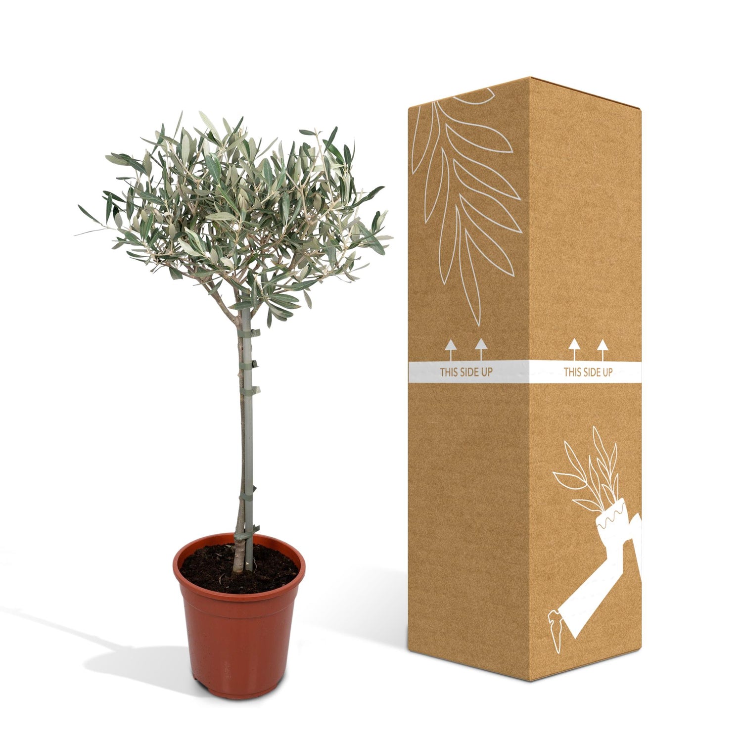 Europaea auf Stamm – Olivenbaum – Ø19 cm – ↕90 cm – Mediterrane Pflanze