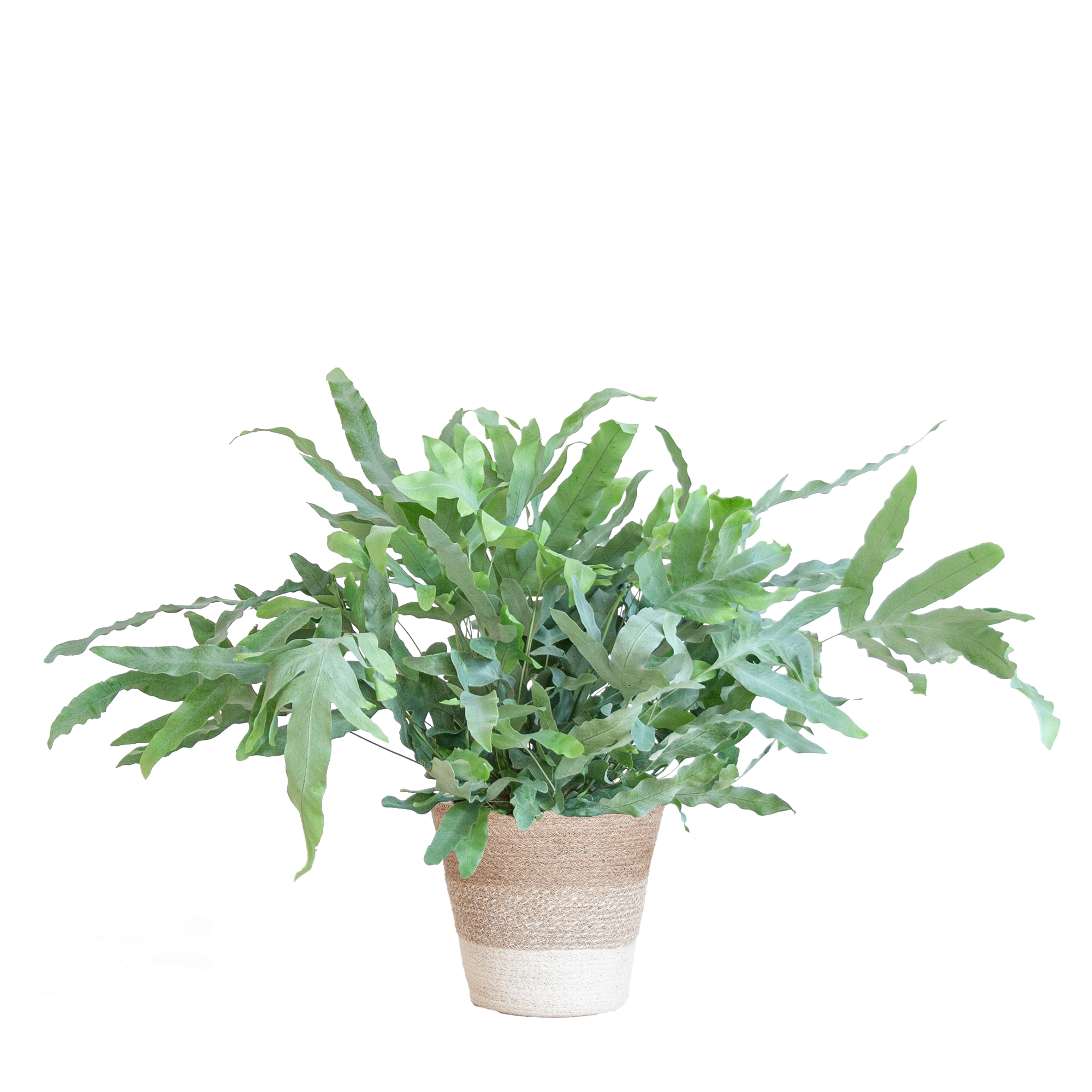 Phlebodium Aureum 'Blue Star' mit Korb Lissabon weiß - 40cm - Ø17