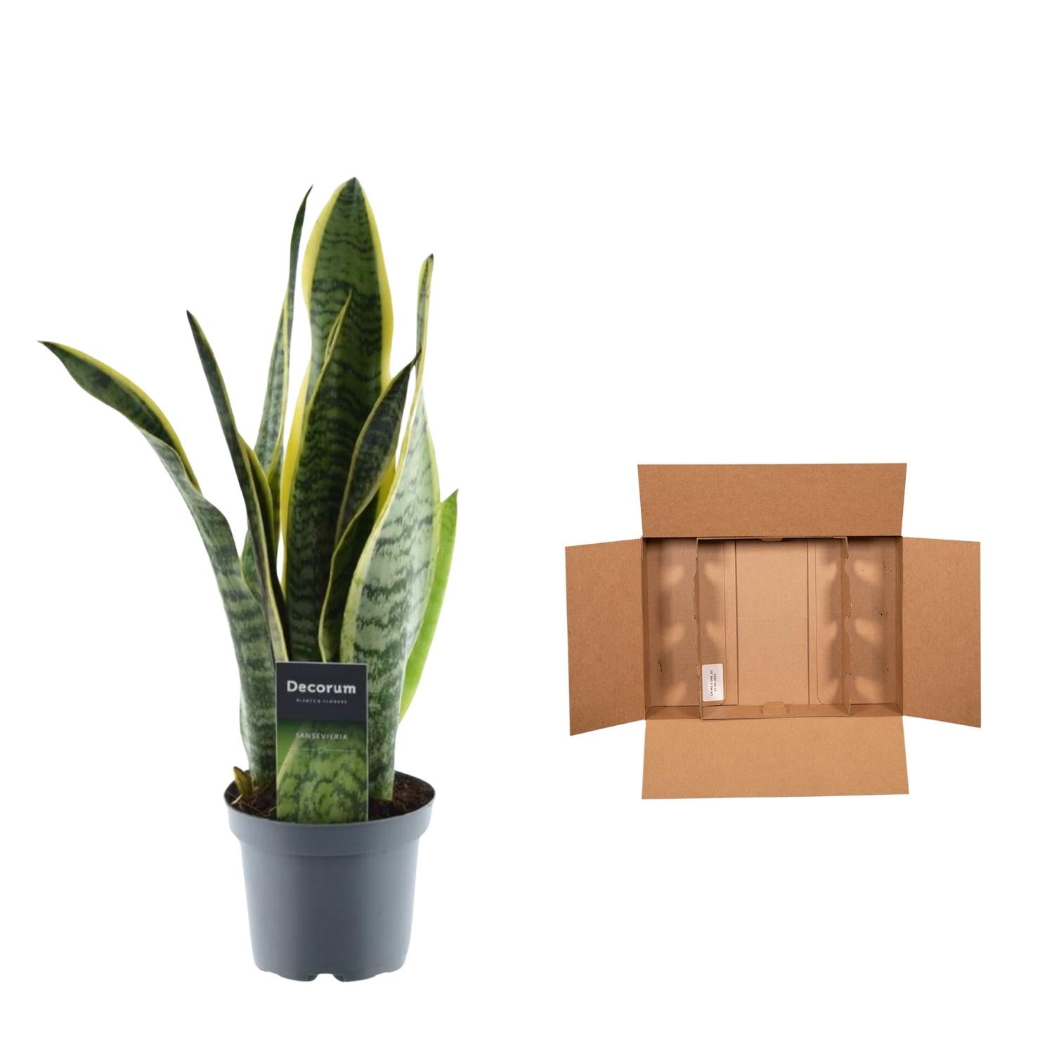 Sansevieria Laurentii – Robuste, pflegeleichte Zimmerpflanze - ø12 - ↕45 cm