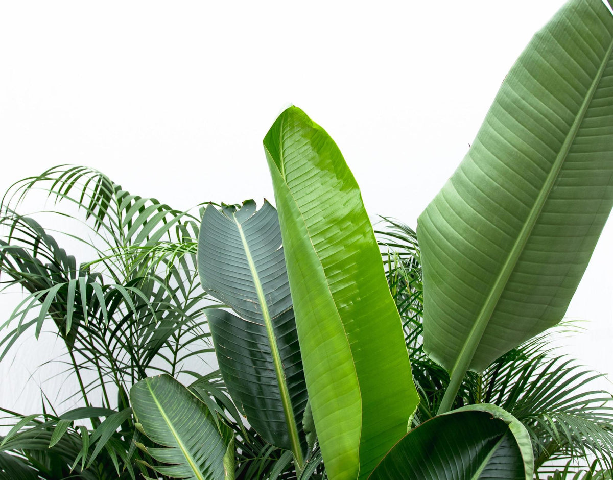 Vorteilspaket XXL - Kentia Palme 200 cm, Strelitzia Nicolai 225 cm, Areca Palme 200 cm