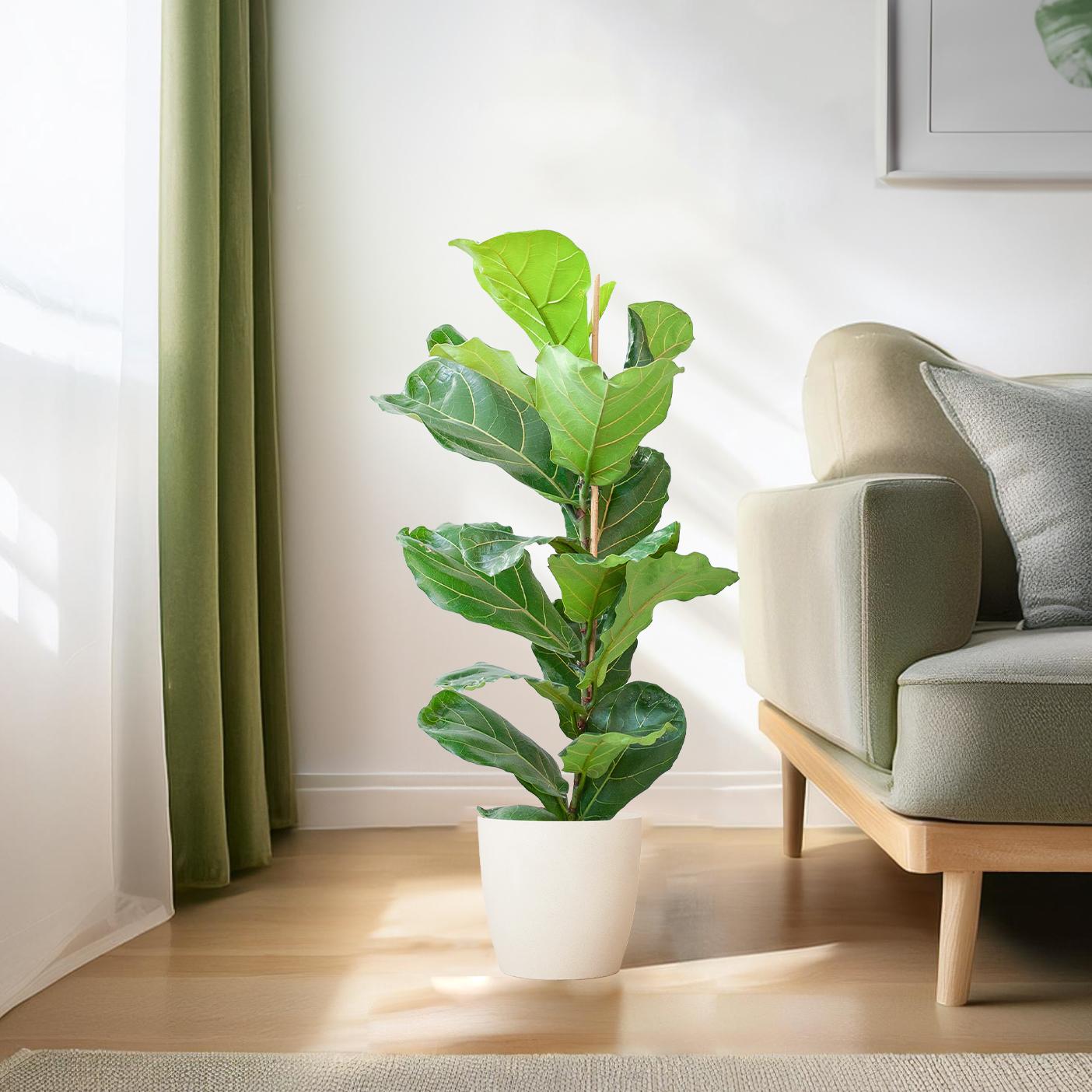 Ficus Lyrata mit Viber-Topf weiß – 80 cm – Ø21