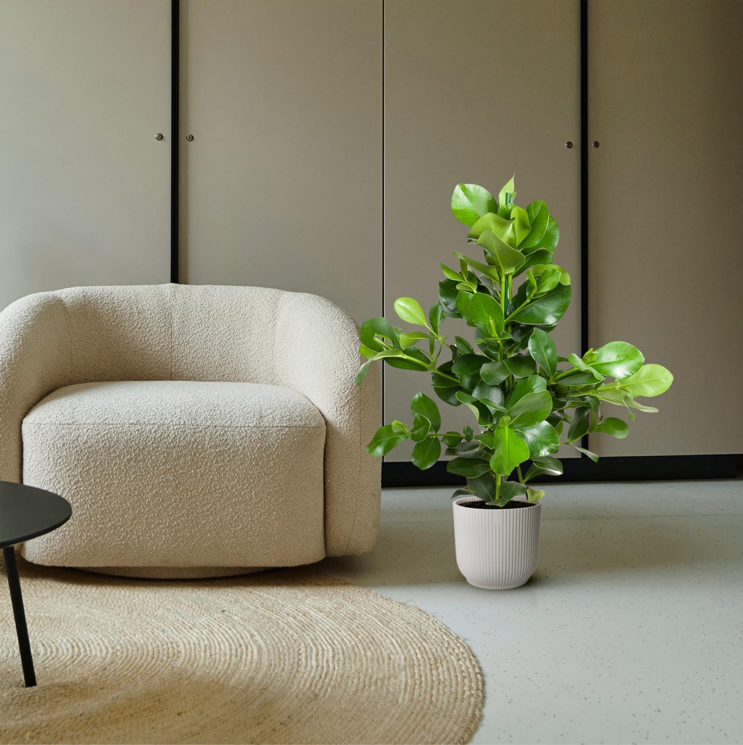 Clusia Rosea – Exklusive, immergrüne Zimmerpflanze mit kräftigen Blättern ø24 - ↕110 cm