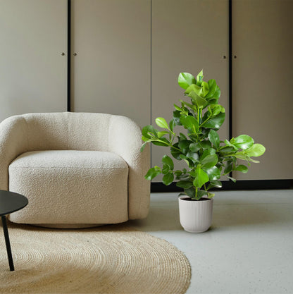 Clusia Rosea – Exklusive, immergrüne Zimmerpflanze mit kräftigen Blättern ø24 - ↕110 cm