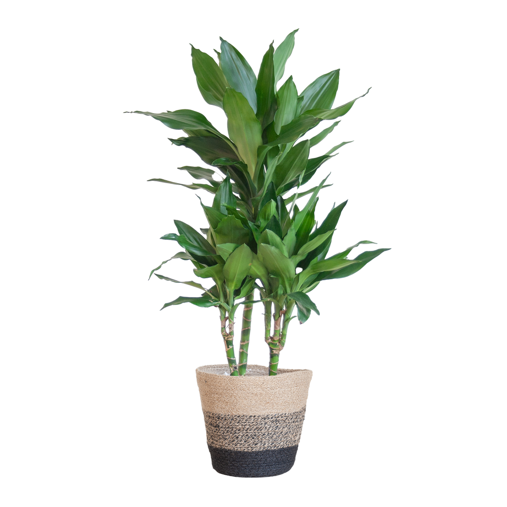 Dracaena  Janet Lindt mit Pflanzkorb Lissabon Schwarz - 95cm - Ø21