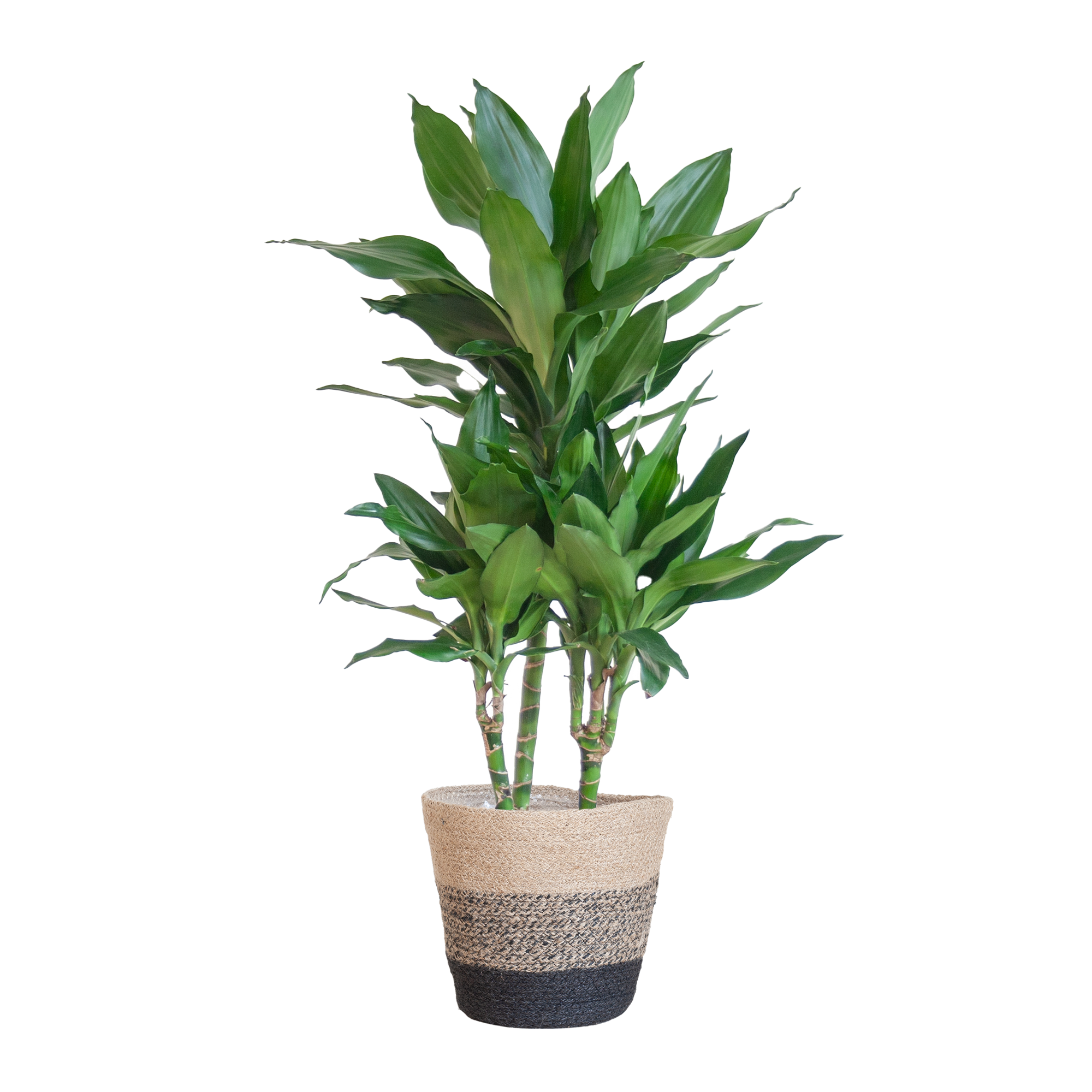 Dracaena  Janet Lindt mit Pflanzkorb Lissabon Schwarz - 95cm - Ø21