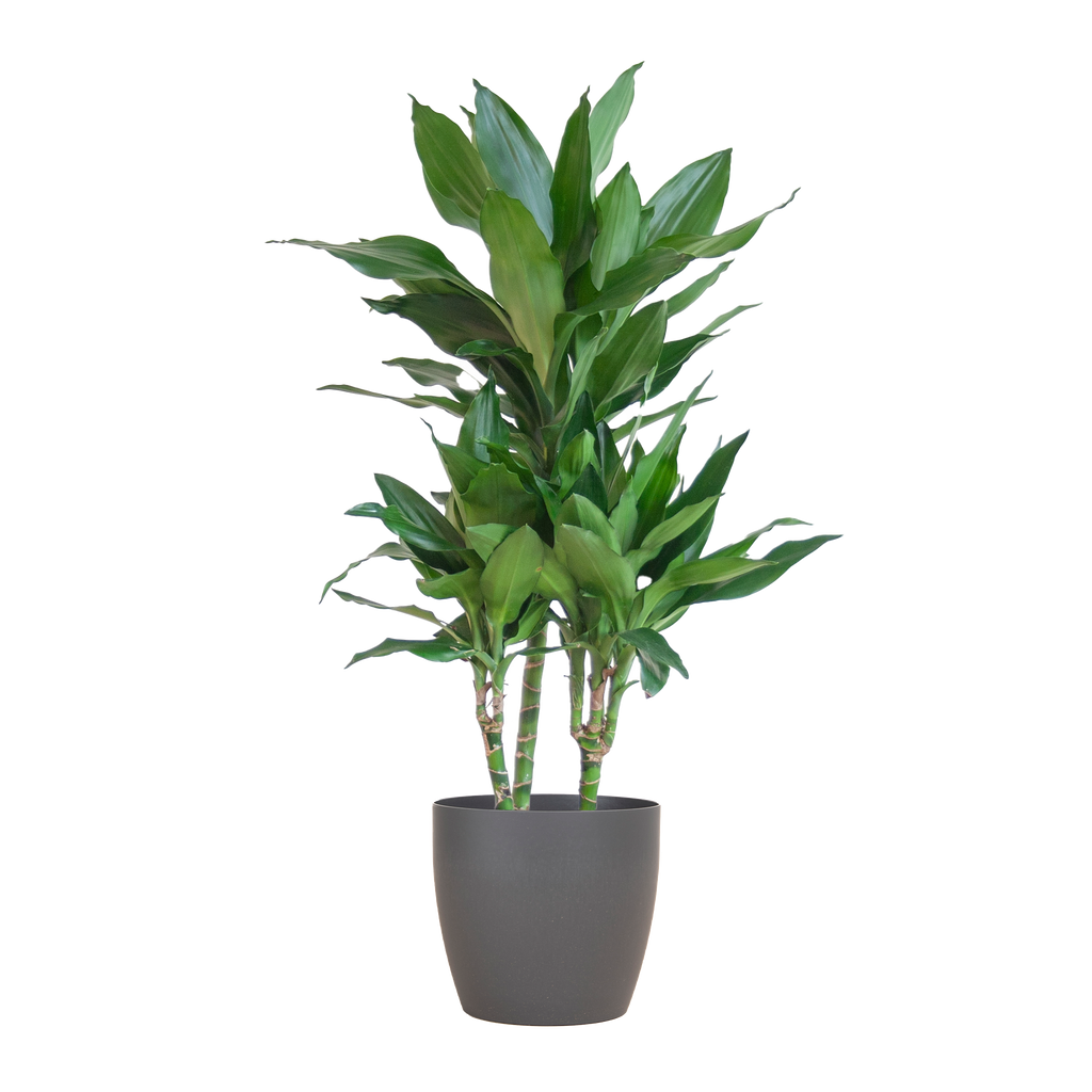 Dracaena  Janet Lindt mit Viber grau - 95cm - Ø21