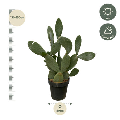 Cactus Opuntia – Dekorativer, pflegeleichter Kaktus für Innenräume Ø38cm - ↕120cm