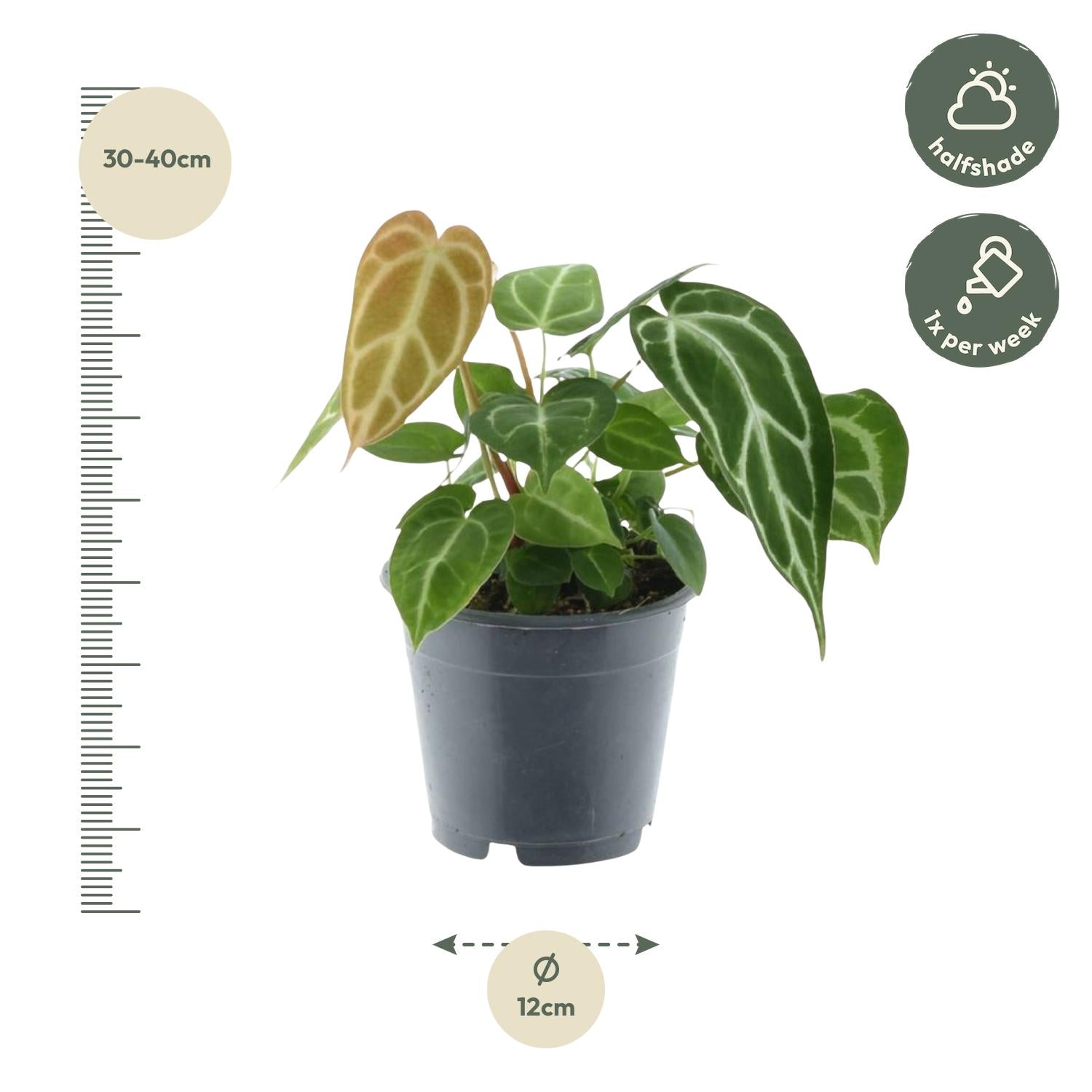 Anthurium Crystallinum – Exklusive Zimmerpflanze mit Samtblättern Ø12cm - ↕35cm