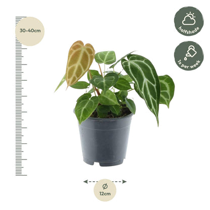 Anthurium Crystallinum – Exklusive Zimmerpflanze mit Samtblättern Ø12cm - ↕35cm