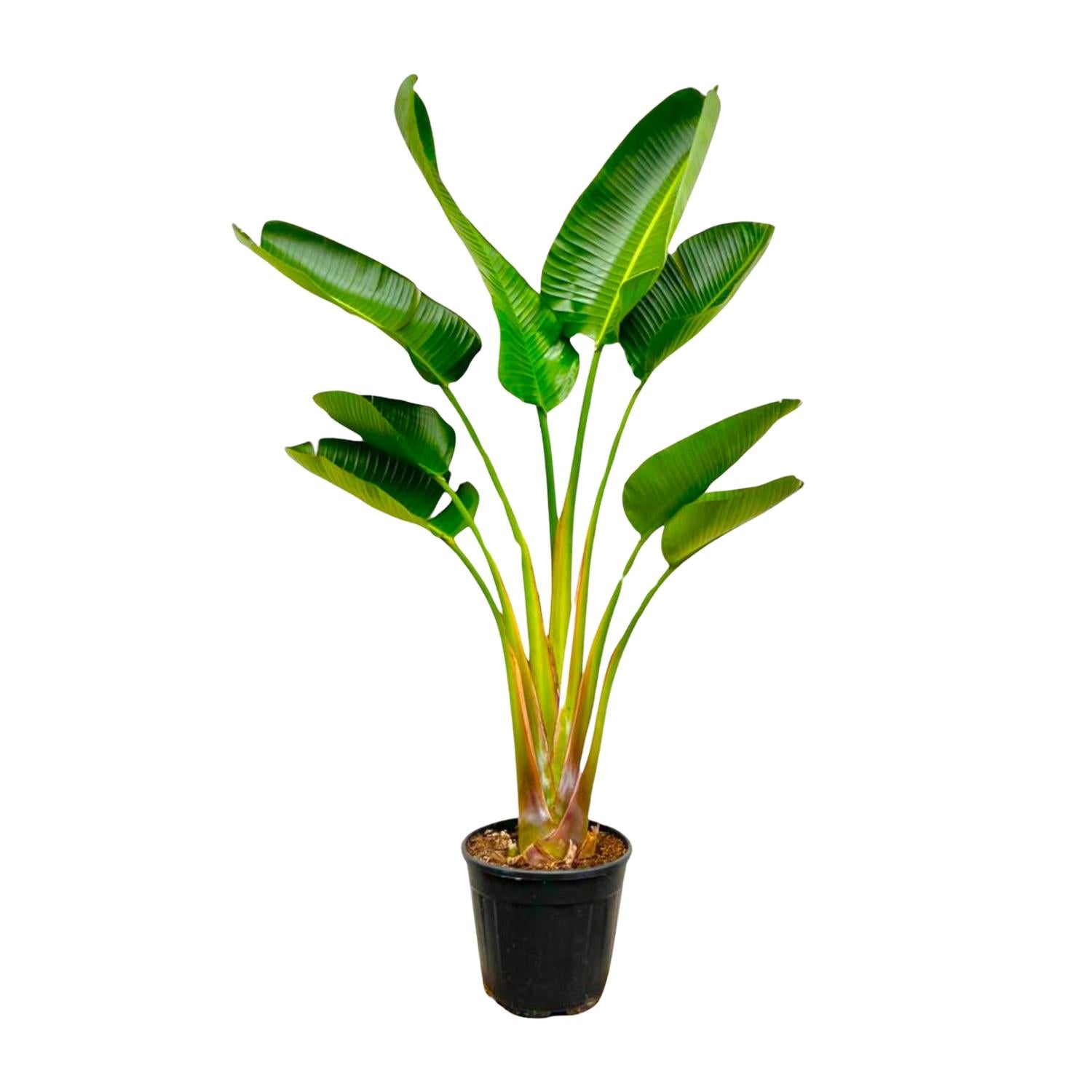 Strelitzia Augusta – Exotische Zimmerpflanze mit imposanten Blättern ø21 - 24cm - ↕160cm