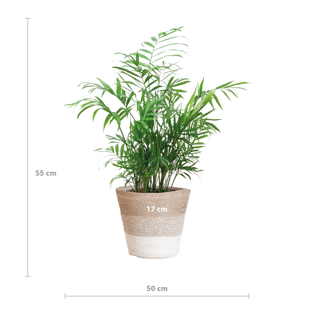Chamadorea Elegans mit Korb Lissabon weiß - 55cm - Ø17
