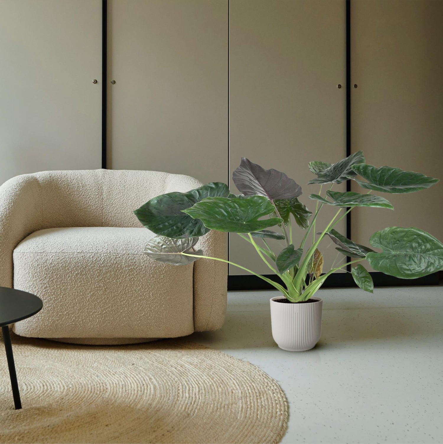 Alocasia Wentii – Exotische Zimmerpflanze mit dekorativen Blättern Ø32cm - ↕120cm