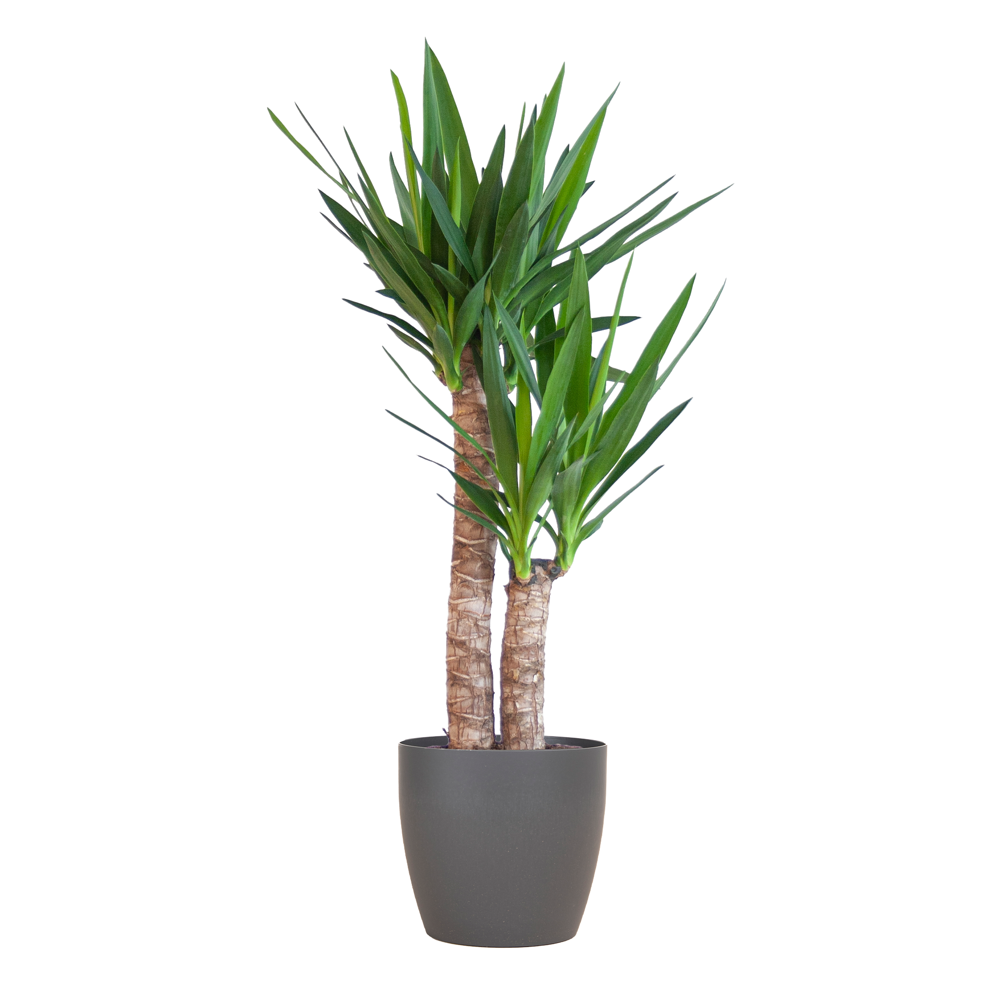 Yucca Elephantipes mit Viber Schwarz - 90cm - Ø21