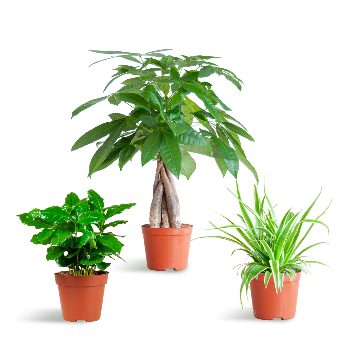 Haustierfreundliche Pflanzenbox – Mix aus 3 ungiftigen Zimmerpflanzen