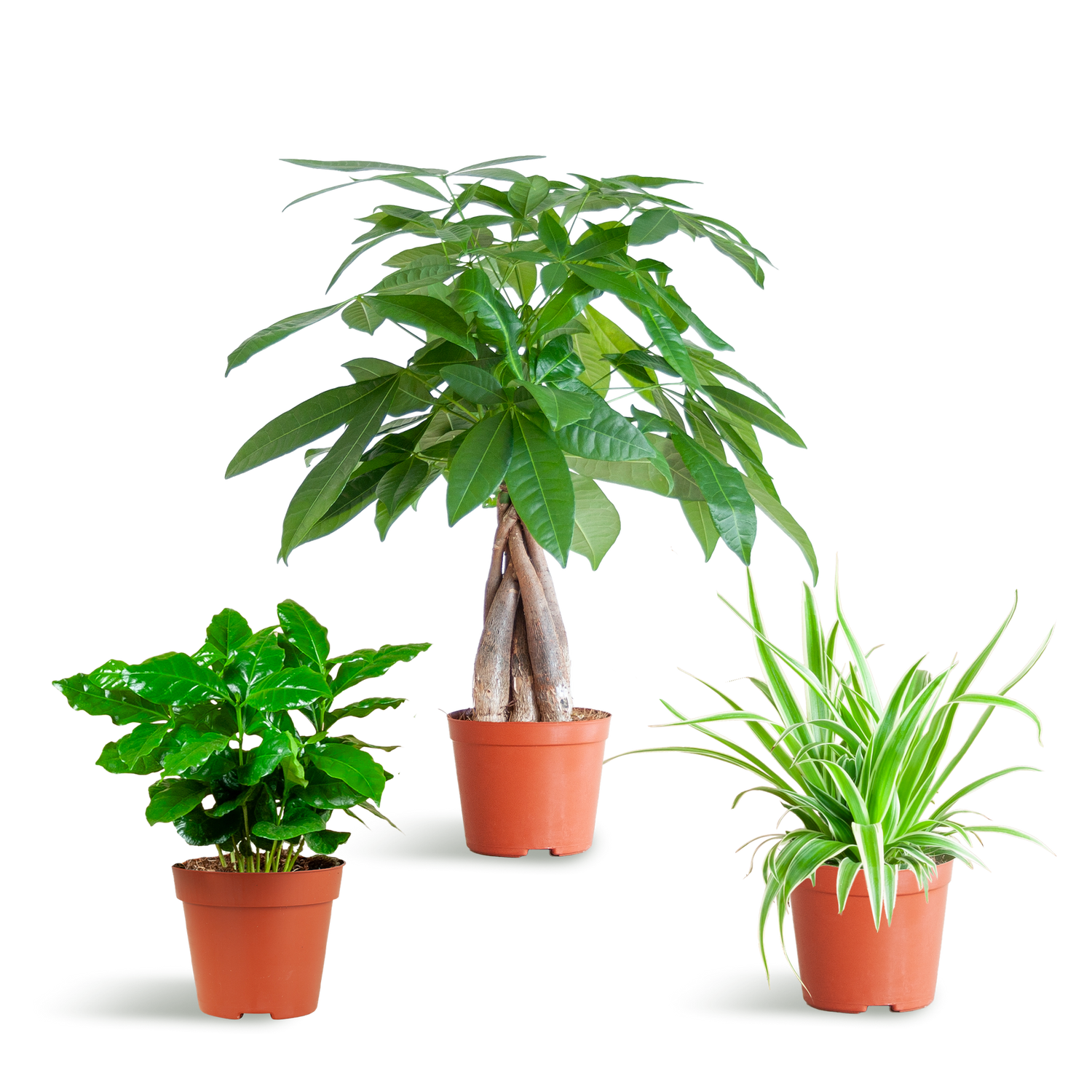 Haustierfreundliche Pflanzenbox – Mix aus 3 ungiftigen Zimmerpflanzen