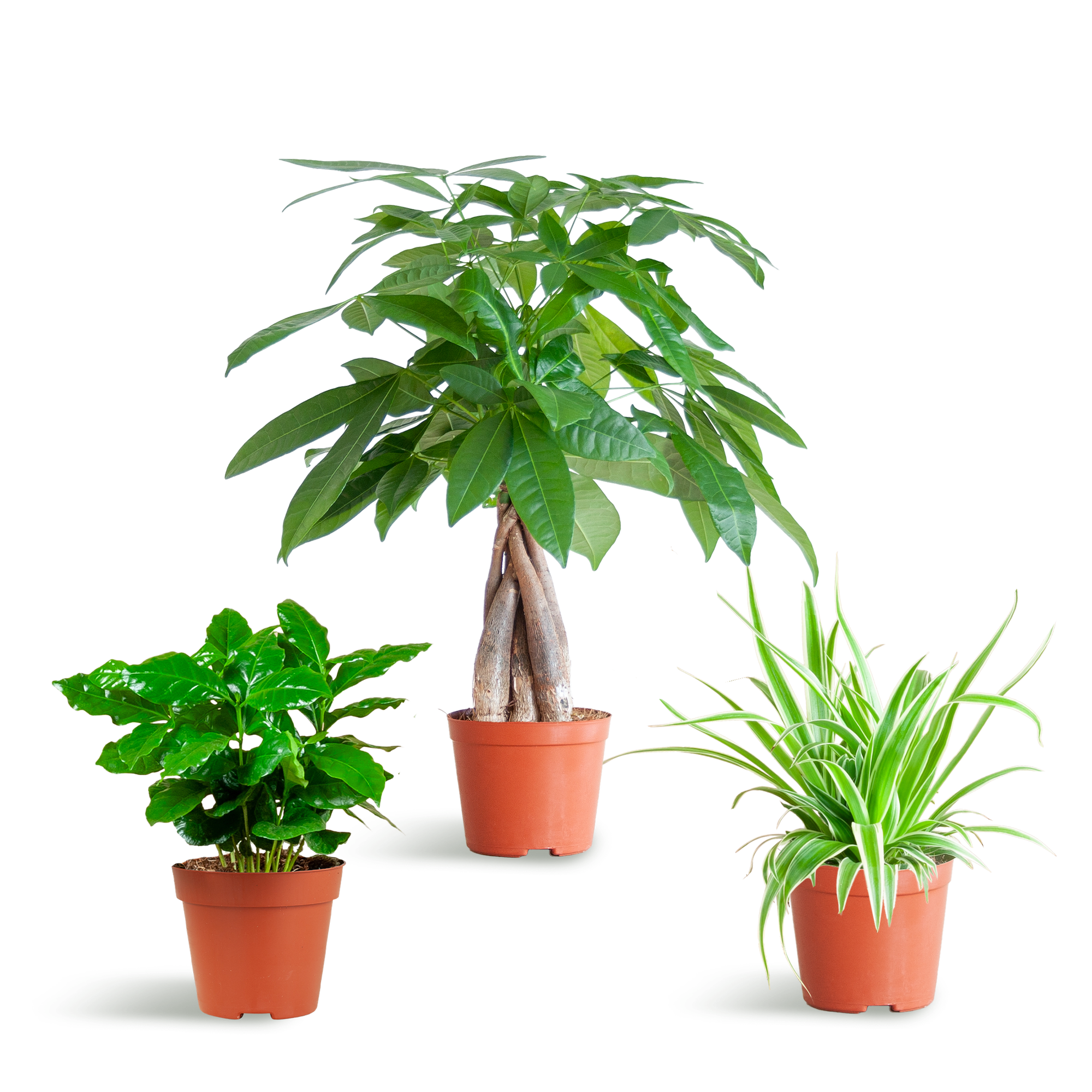 Tierfreundliche Plant Box - klein - ohne Dekotopf - Ø12
