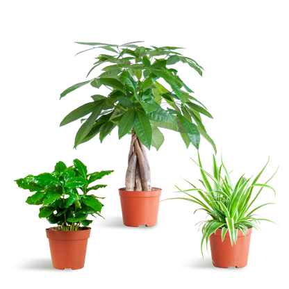 Haustierfreundliche Pflanzenbox – Mix aus 3 ungiftigen Zimmerpflanzen