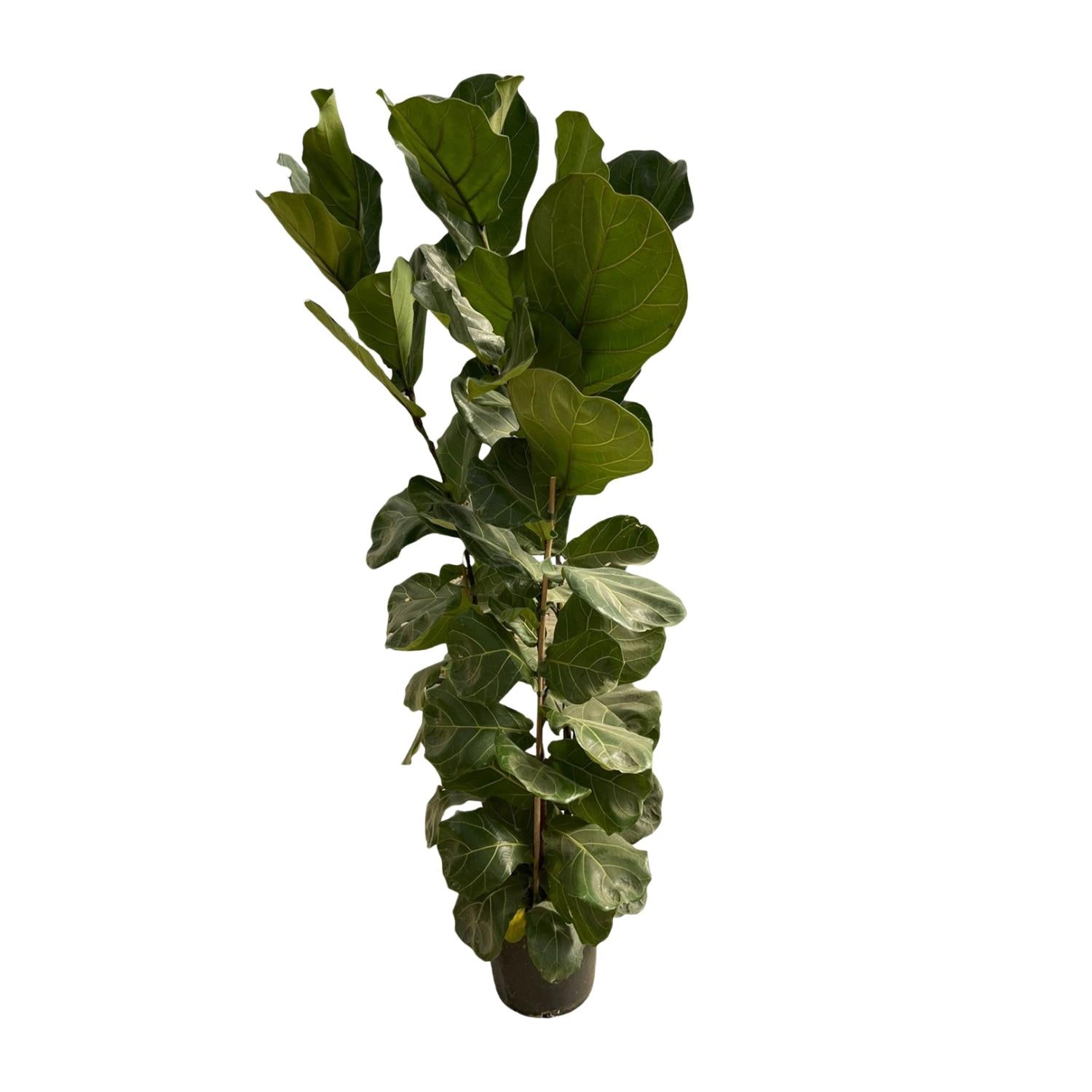 Ficus Lyrata struik - 180 cm - Ø35