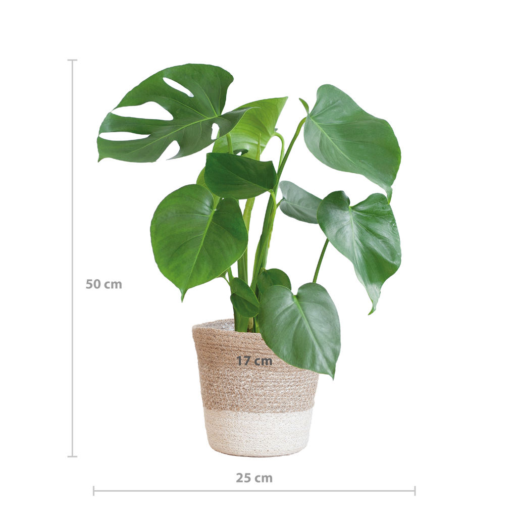 Monstera Deliciosa mit Lissabon Korb weiß- 50cm - Ø17