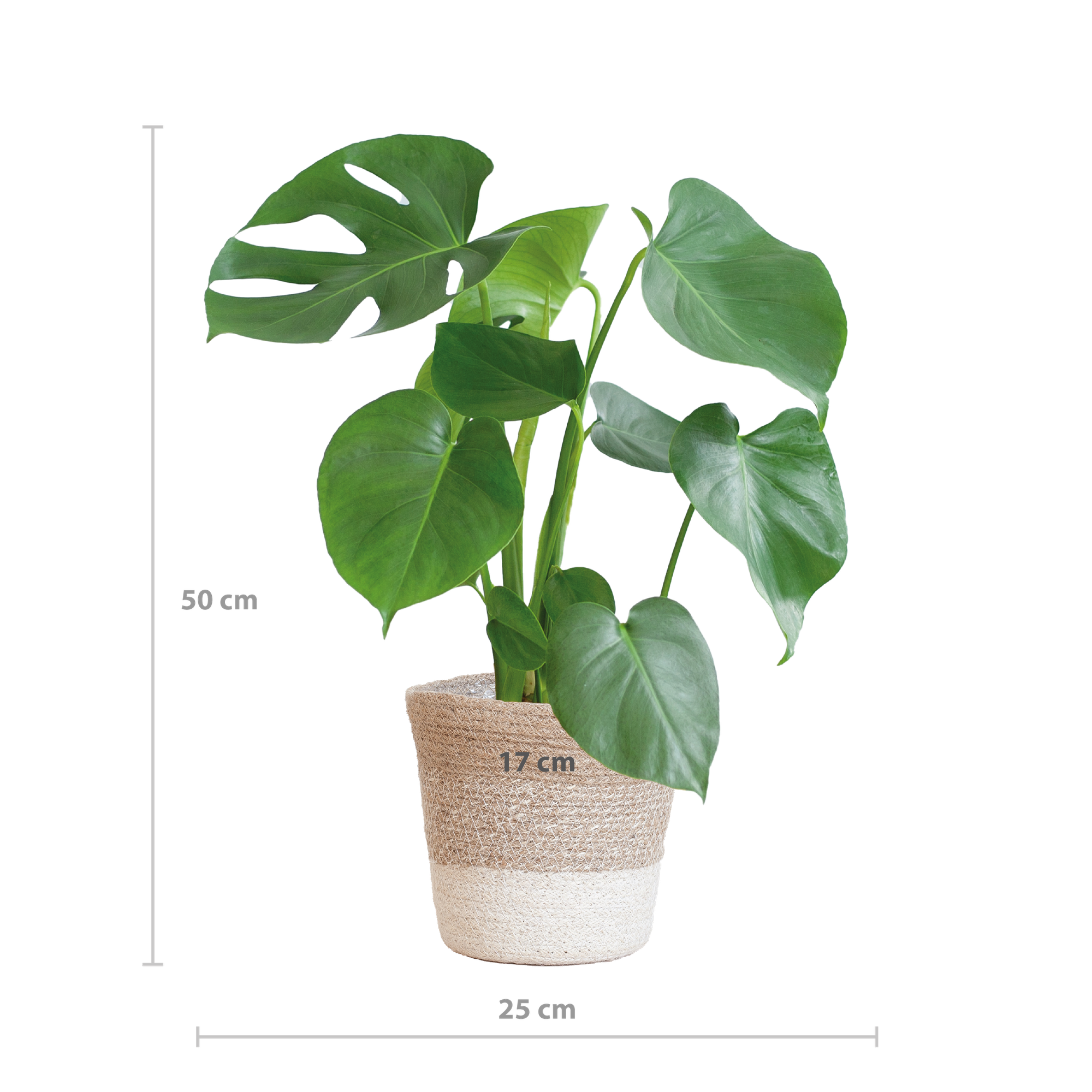 Monstera Deliciosa mit Lissabon Korb weiß- 50cm - Ø17