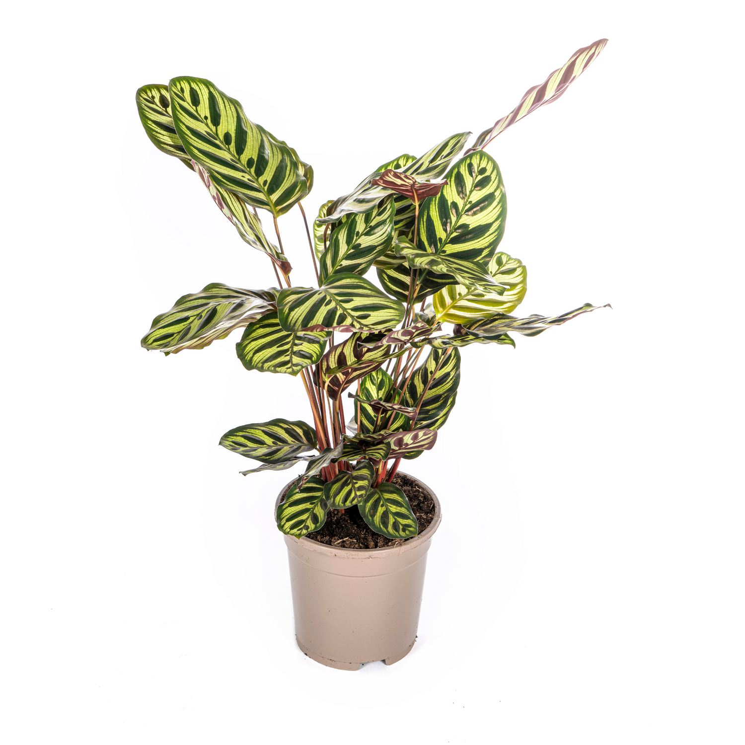 PROMO – Calathea Makoyana – Pfauenpflanze – Ø17 cm – ↕40–50 cm – Tropische Zimmerpflanze