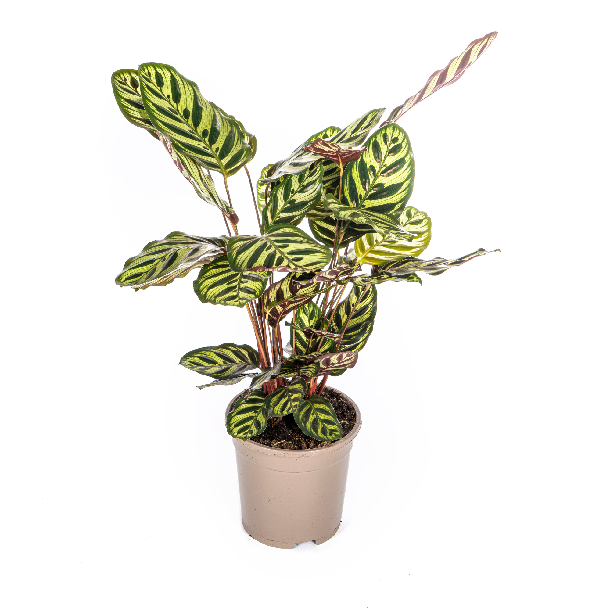 PROMO – Calathea Makoyana – Pfauenpflanze – Ø17 cm – ↕40–50 cm – Tropische Zimmerpflanze