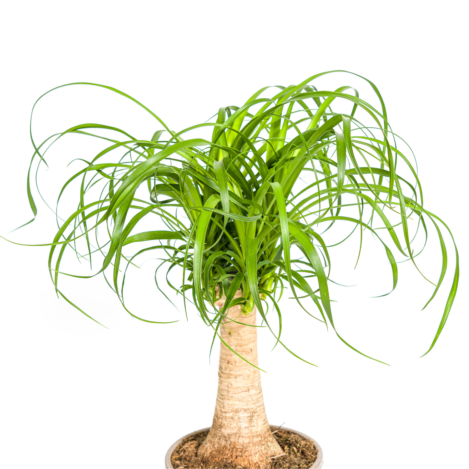 Beaucarnea Recurvata am Stamm – Exklusive Zimmerpflanze mit dekorativem Stamm Ø17cm - ↕40 - 60cm