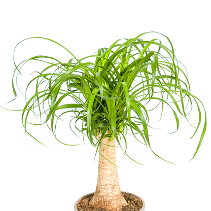 Beaucarnea Recurvata am Stamm – Exklusive Zimmerpflanze mit dekorativem Stamm Ø17cm - ↕40 - 60cm
