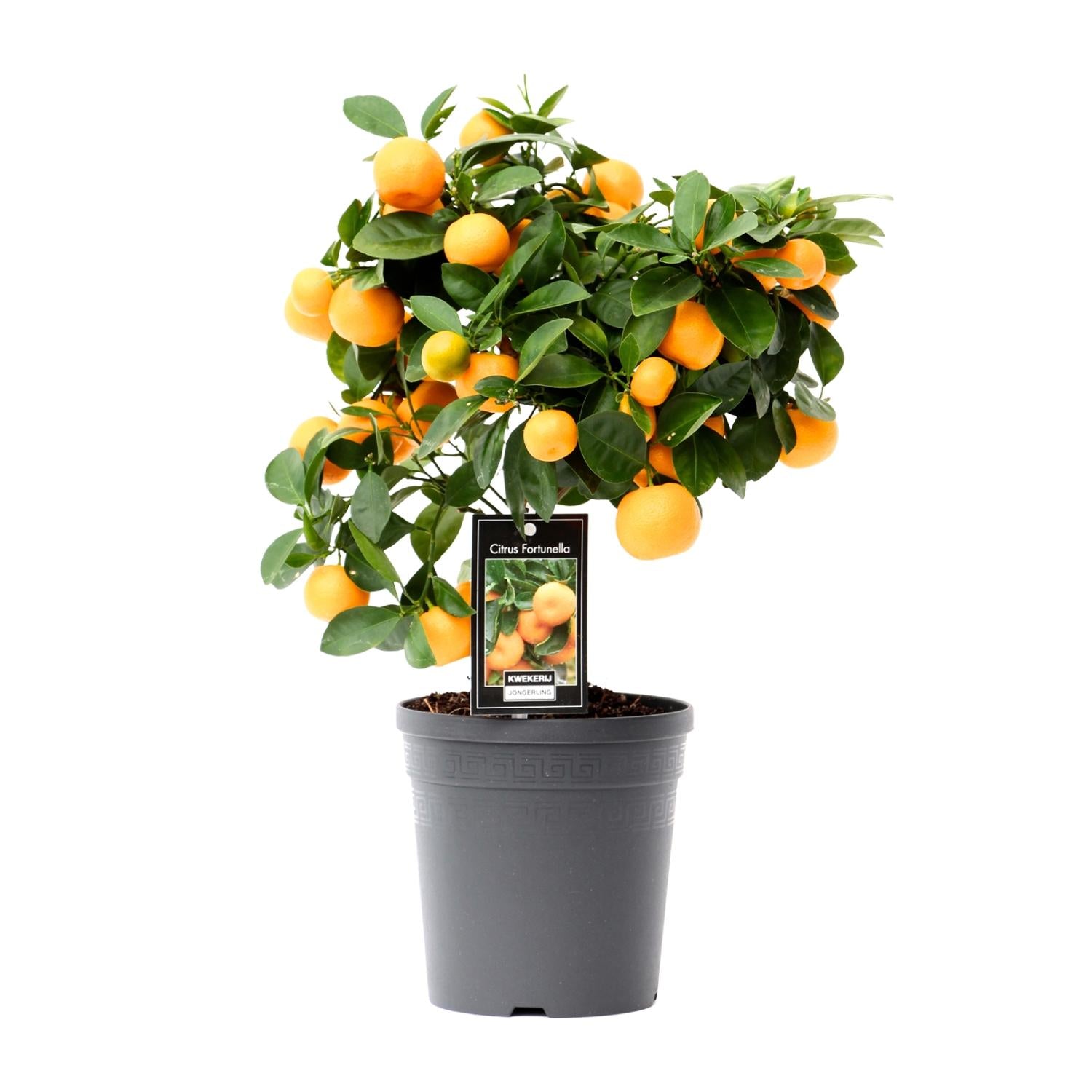 Citrus Calamondin – Zitronenbaum – Ø15 cm – ↕30 - 40 cm – Mediterrane Zitruspflanze