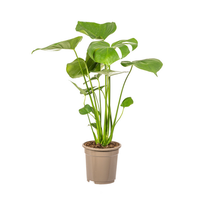 Monstera Deliciosa Tauerii – Exklusive Fensterblatt Zimmerpflanze ø17 - ↕50 - 70cm