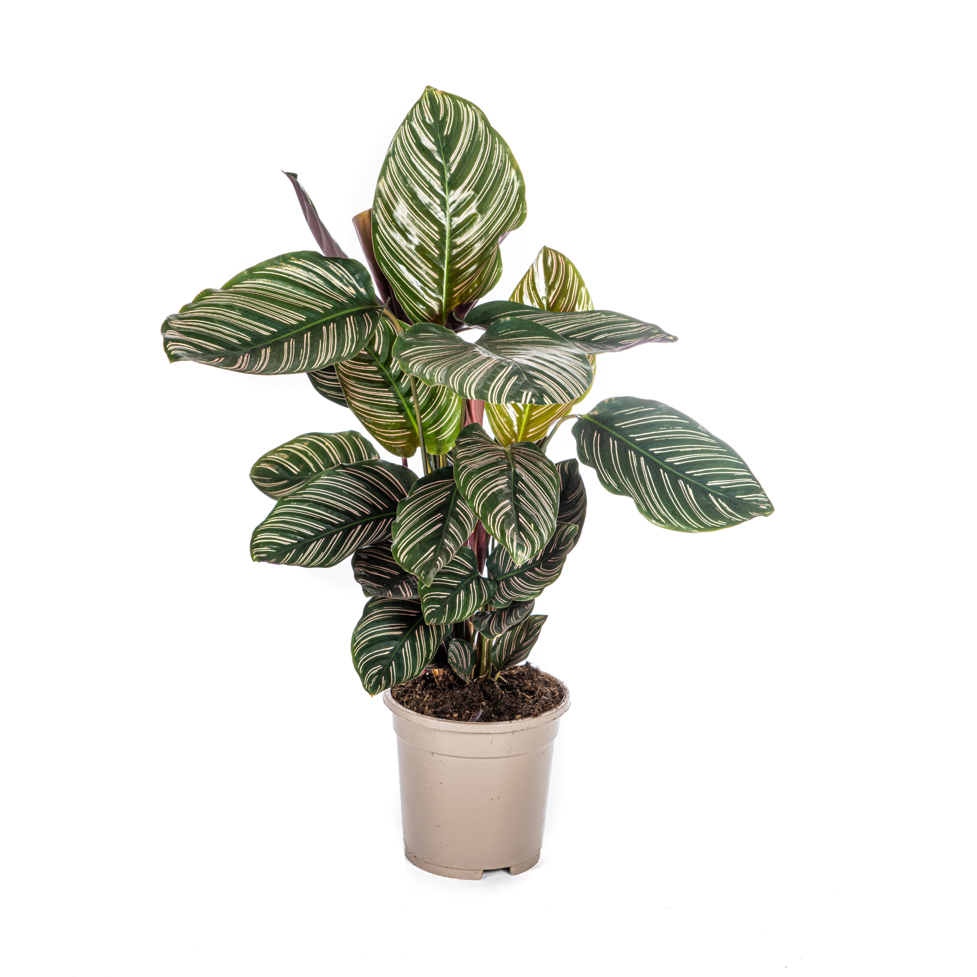 PROMO – Calathea Ornata Sanderiana – Ø17 cm – ↕40–50 cm – Pinke gestreifte Zimmerpflanze